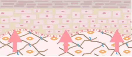 コラーゲン産生