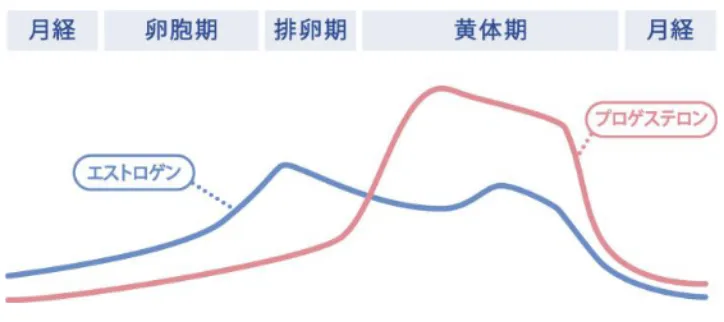 卵胞ホルモン（エストロゲン）と黄体ホルモン（プロゲステロン）とは？